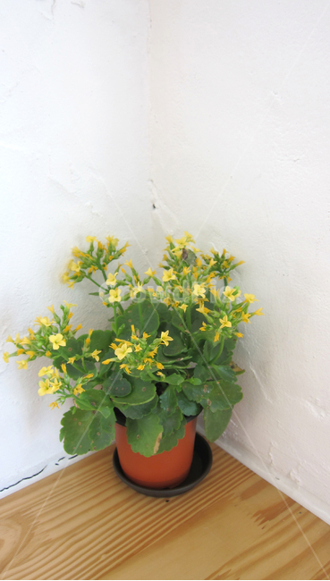 꽃,화분,벽,노란,yellow,식물,flower,식물,자연,plants,nature,꽃,flower,실내용화초,화분,화초,house plant,인테리어,실내디자인,interior design