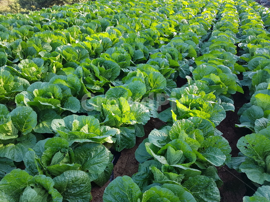 배추,채소,농사,초록,연두,햇살,일렬,식물,plant,생산,야채,채소,야채,vegetables,농업,농사,agriculture,farming,farming industry