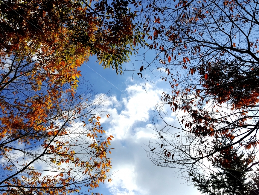 하늘,가을,단풍,나무,붉은,가을,계절,fall,autumn,season,식물,자연,plants,nature,나무,trees,wood,tree,plant,leaf,잎,tree trunk,나무 줄기