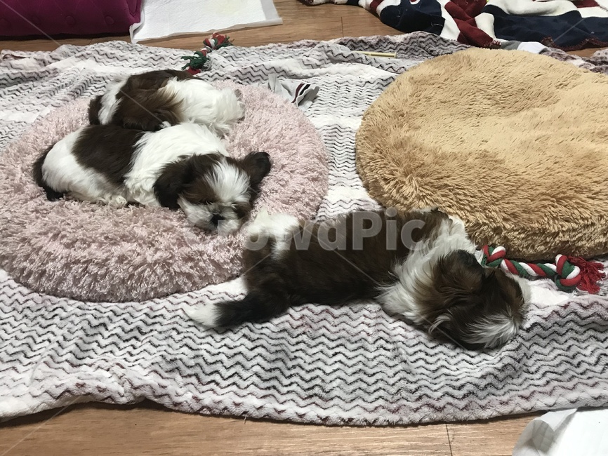 강아지,반려견,강아지가족,시츄,아기강아지