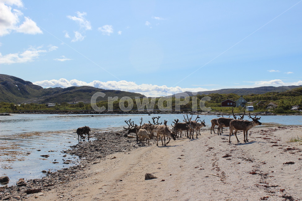 ground,바닥,순록,노르웨이,트롬쇠,동물,동물,animal,포유류,mammal