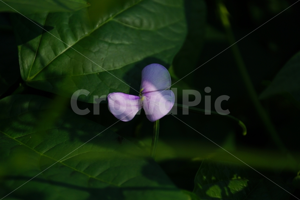 동부콩,완두콩,콩,식물,자연,이파리,여름,식재료,요리재료,식자재,nature,summer,green,녹색,줄기,접사,콩꽃,꽃사진,플라워,flower,농작물,농산물,농촌,시골,재배,수확,농업,country,macro,신비,감성,감성사진,힐링,힐링사진,콩밭,스냅,스냅사진,스넵,스넵사진,snap,bean,soya,pea,색깔,칼라,color,고운,곱다,한국의자연,한국자연,한국풍경,식물,자연,plants,nature,꽃,flower