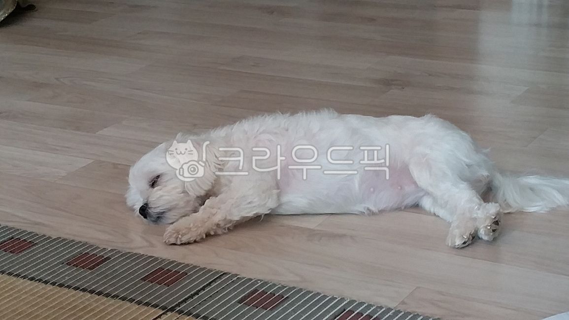 강아지,말티즈,귀여움,강아지자는모습,반려견