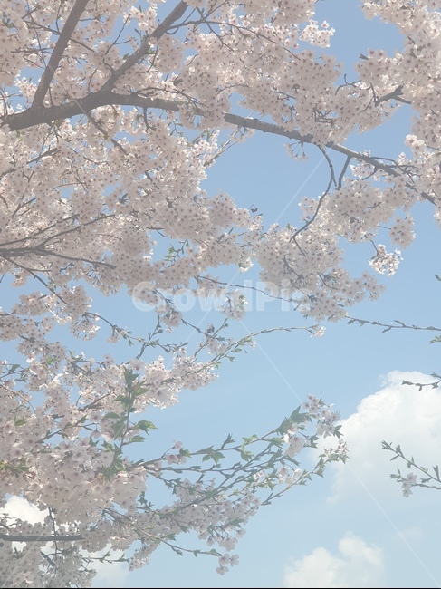봄,벚꽃,벚꽃나무,하늘,꽃,자연,봄,계절,spring,season,식물,자연,plants,nature,꽃,flower,plant,blossom