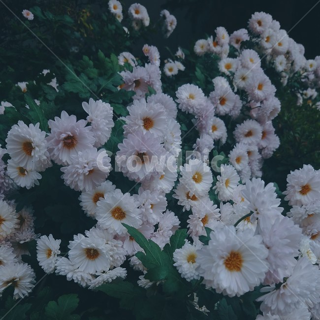 꽃,봄,flower,국화,감성,스냅,감성사진,자연,식물,필터,배경,식물,자연,plants,nature,꽃,flower