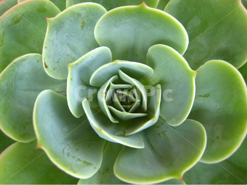 다육이,식물,접사,녹색,잎,꽃,fleshy,plant,closeup,green,leaf,flower,식물,자연,plants,nature