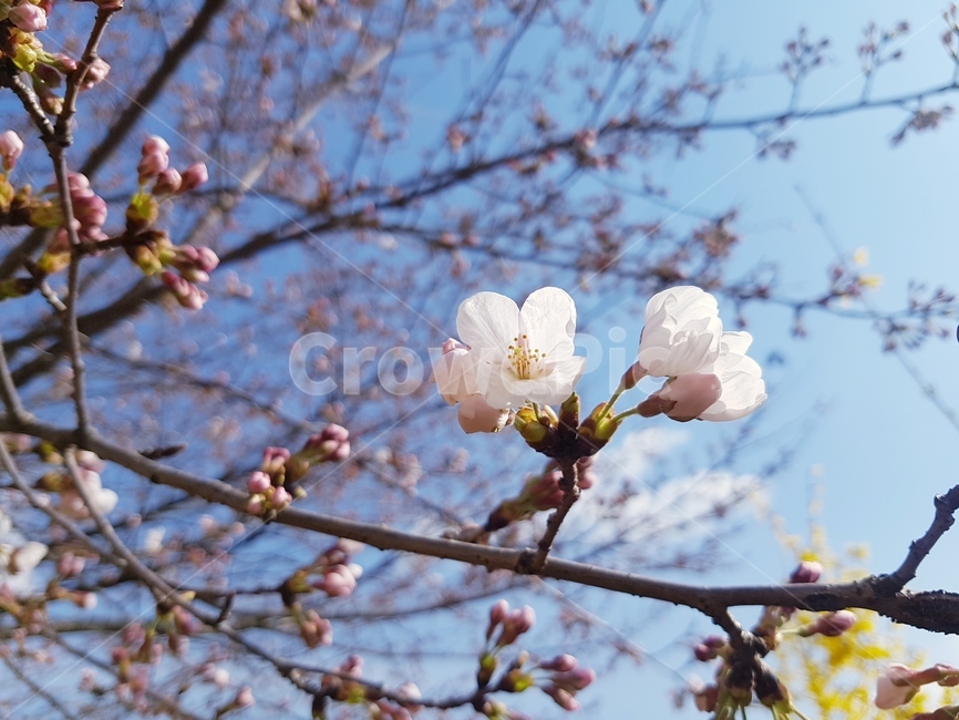 봄,벗꽃,4월,파릇파릇,하늘,산책로,봉우리,계절,나무