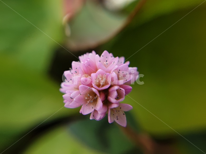 꽃,봄꽃,자연,봄,분홍꽃,식물,자연,plants,nature,꽃,flower