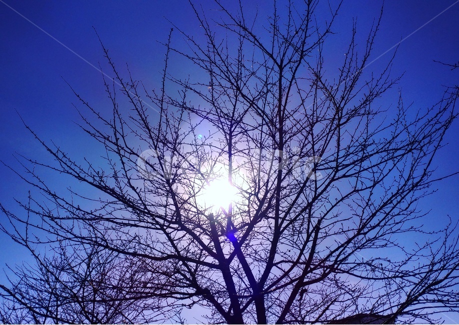 풍경,하늘,나무,겨울,자연,식물,일상,태양,퇴근길,landscape,sky,tree,winter,nature,plants,dailylife,sun,식물,자연,plants,nature,나무,trees,wood,휴식,힐링,rest,relaxation,healing