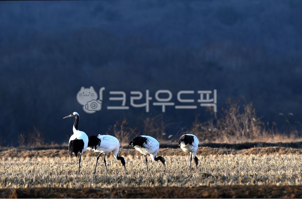 강원도,철원군,두루미,재두루미,들판,새,조류,철새,겨울,동물,논