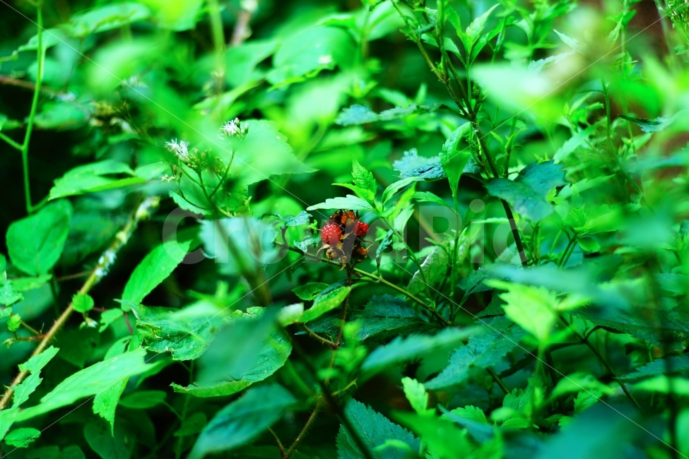 산딸기,딸기,야생,자연,식물,여름,계절,summer,season,휴식,힐링,rest,relaxation,healing,식물,자연,plants,nature,potted plant,화분,vase,병 장식,jar,항아리,pottery,도기류,plant,planter,파종기,leaf,잎,herbs,허브,herbal,허벌