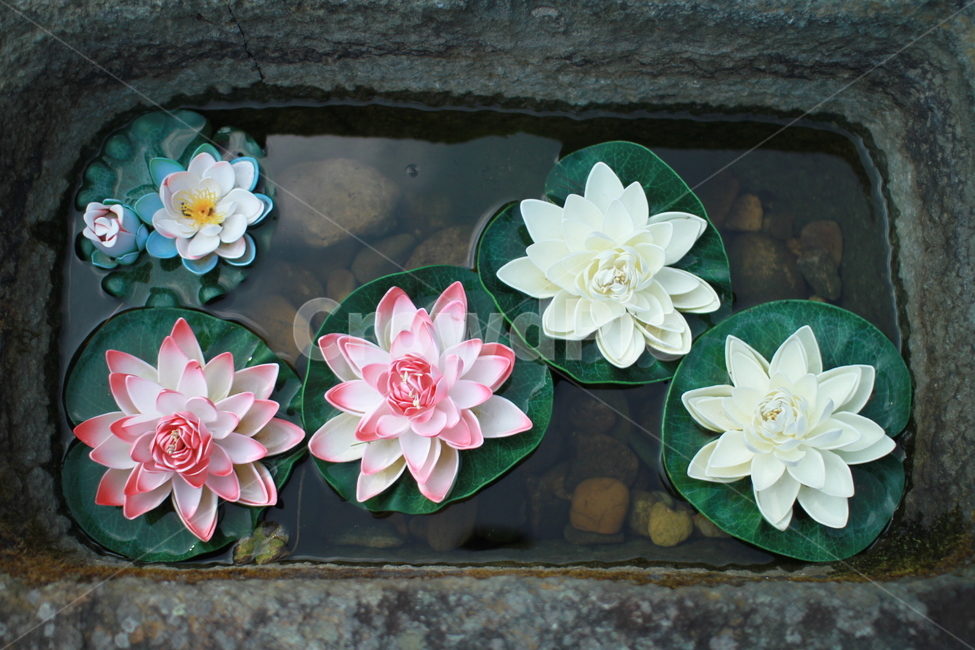 연꽃,연화,수련,절,사찰,절풍경,연못,고요함,꽃,flower