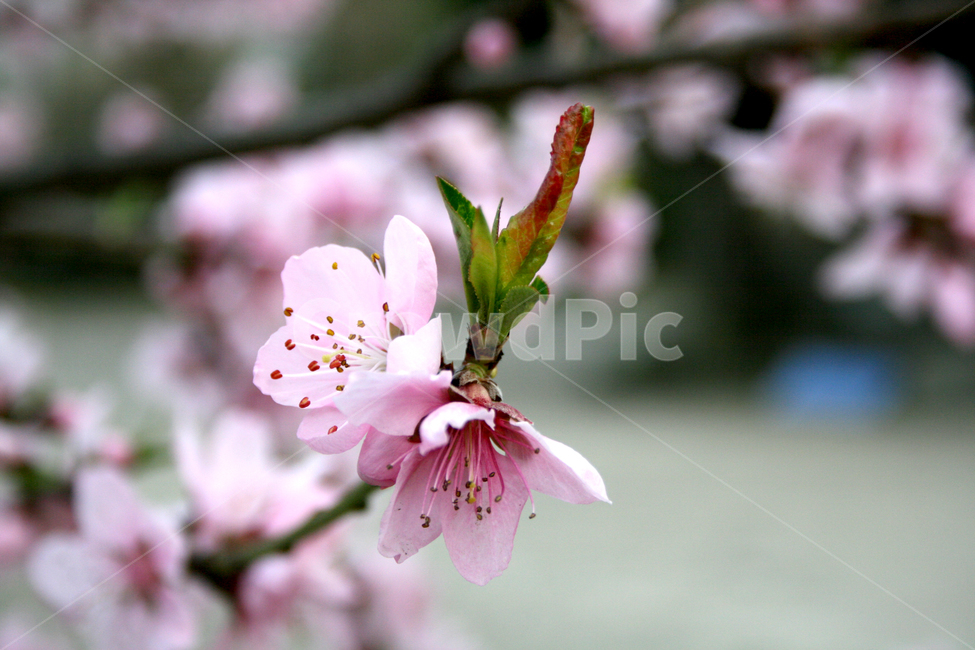 벗꽃,매화,분홍꽃,봄,분홍색,꽃잎,blossom,flower,식물,plant,spring,cherryblossom