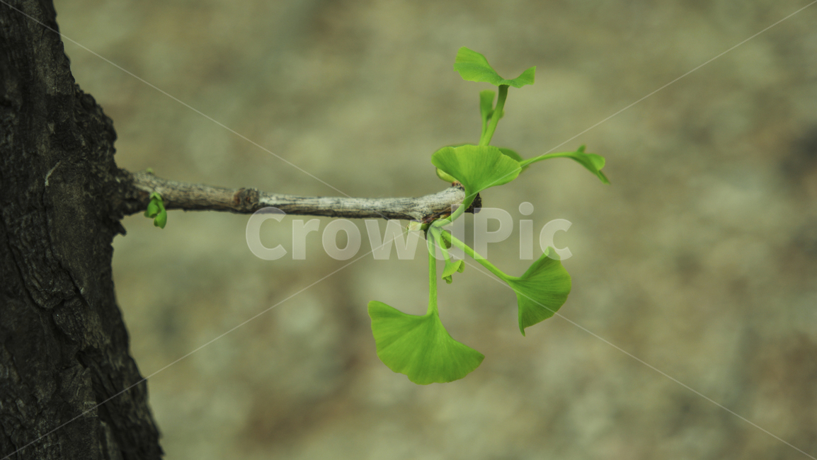 은행나무,나뭇잎,새순,식물,자연,이파리,클로즈업,ginkgo,tree,leaf,leaves,bud,plants,nature