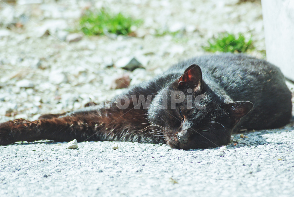 길고양이,고양이,길냥이,cat,동물,낮잠,검은고양이,animal,길거리