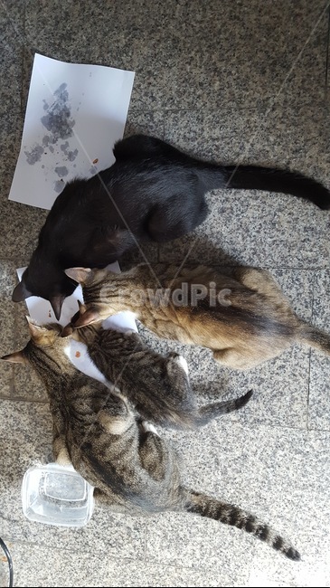 cat,고양이,길냥이,동물,애완,힐링