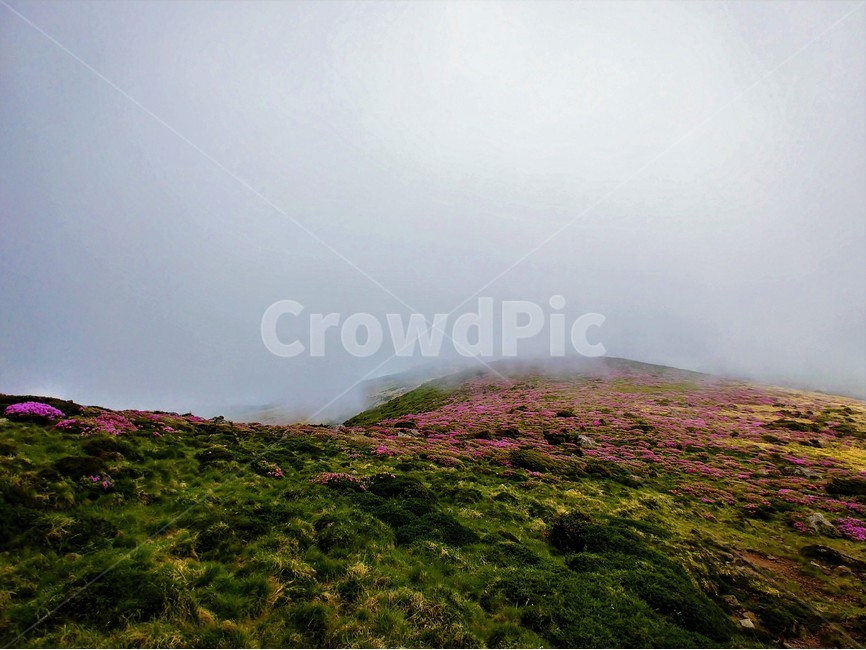 제주도,한라산,풍경,꽃,철쭉,자연,안개,꽃밭,korea,hiking,자연,풍경,nature,landscape,한국자연풍경,한국자연경관,korea nature landscape,제주도,jeju,jeju island,outdoors,옥외,plateau,고원