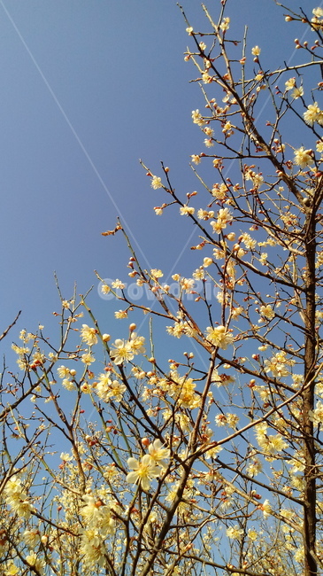 식물,꽃,나무,tree,outdoors,벚꽃