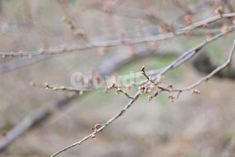 매화마을,매화꽃,매화,매화축제,하동,hadong,flower,꽃,식물,자연,plants,nature