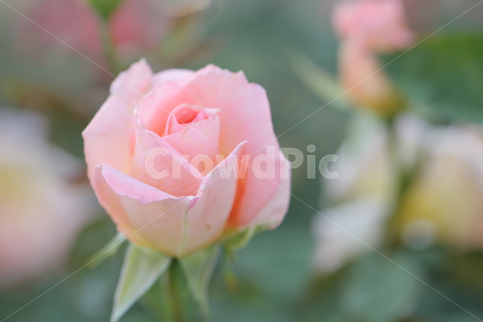 튤립,분홍튤립,핑크튤립,꽃,flower,식물,자연,plants,nature,꽃,flower