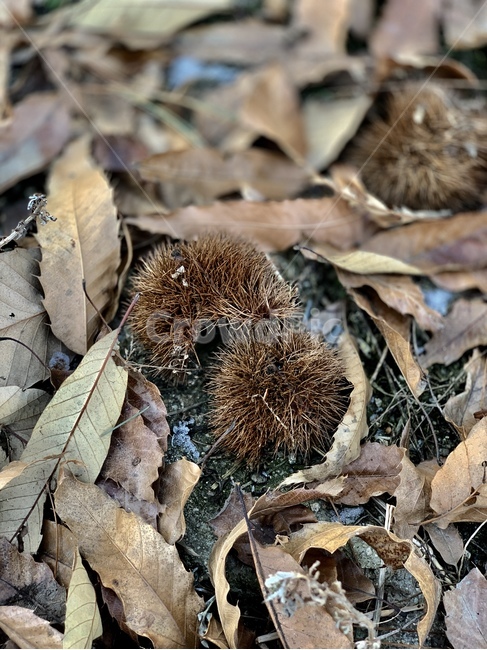 밤나무,밤,밤열매,겨울,나뭇잎,가을,계절,과일,오브젝트,object,밤껍질,가시,plant,식물,leaf,잎