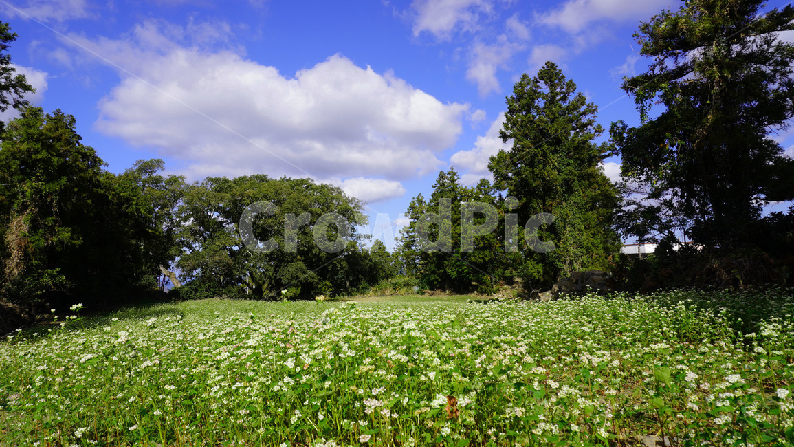 field,자연,들,파란하늘,목초지,outdoors,옥외,grassland,nature,자연,풍경,nature,landscape