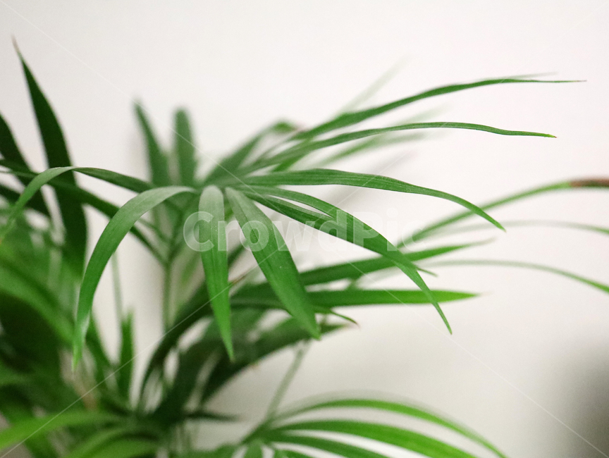 plant,식물,화초,초록,녹색,아레카아쟈,테이블야자,실내,자연,plants,nature,식물,자연,plants,nature