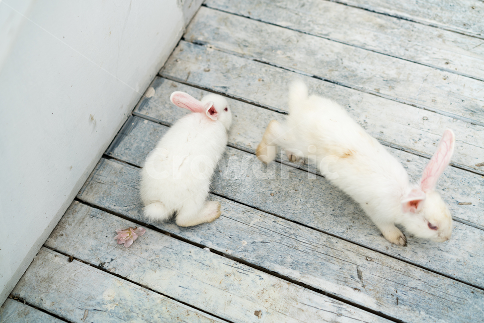 토끼,동물,rabbit,아기토끼,두마리,흰토끼,동물,animal,포유류,mammal