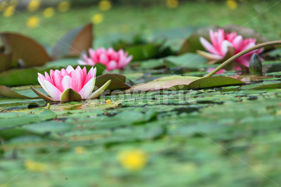연꽃,비,꽃,여름,불교,호수,꽃잎,식물,자연,plants,nature,꽃,flower