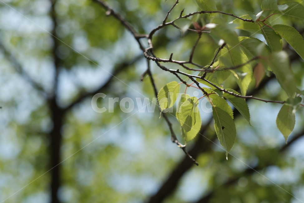 나무,나뭇잎,자연,tree,leaf