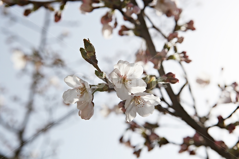벗꽃,벗나무,꽃,봄꽃,벗꽃잎,꽃잎,식물,자연,공원,식물,자연,plants,nature,꽃,flower