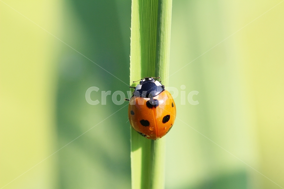 무당벌레,곤충,감성,벌레,동물,배경,ladybug,insectlife,animal,Background,동물,animal,곤충,벌레,insect,bug