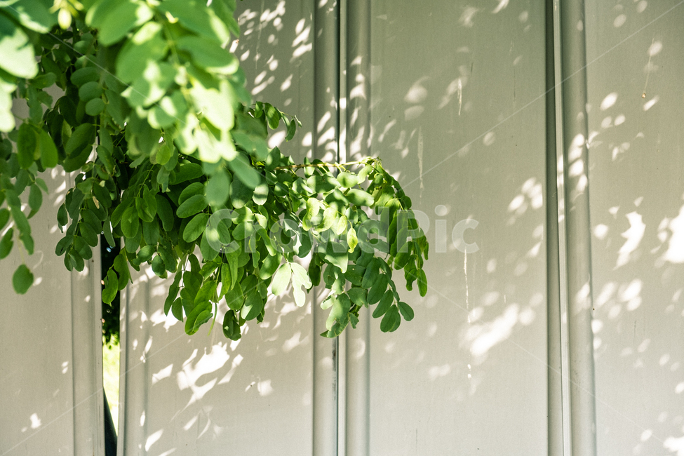 나무,나뭇잎,그림자,초록,빛,아날로그,빈티지,필름,analog,vitange,film,tree,green