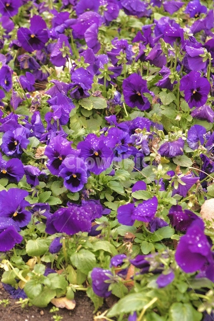 purple,보라색,pansy,팬지,팬지꽃,꽃밭,plant,식물,blossom,꽃,flowerarrangement,꽃꽂이