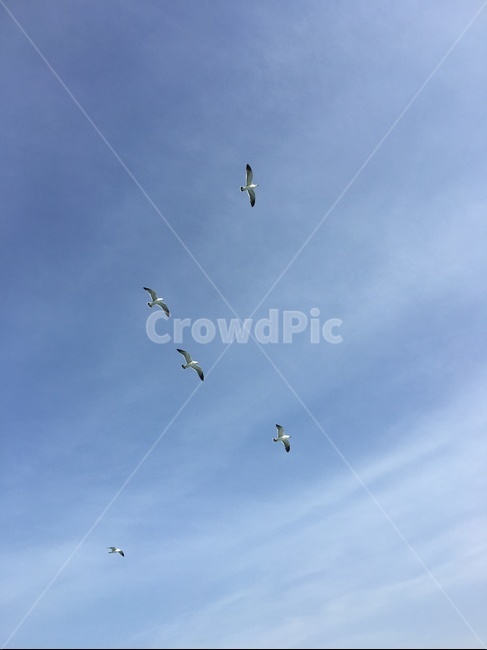 flying,bird,새,animal,동물,하늘,파란하늘,bluesky