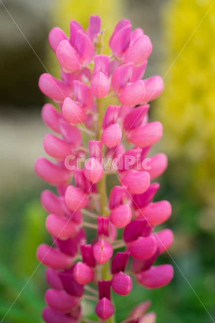 루피너스,봄꽃,꽃,봄,식물,자연,근접,식물,자연,plants,nature,꽃,flower