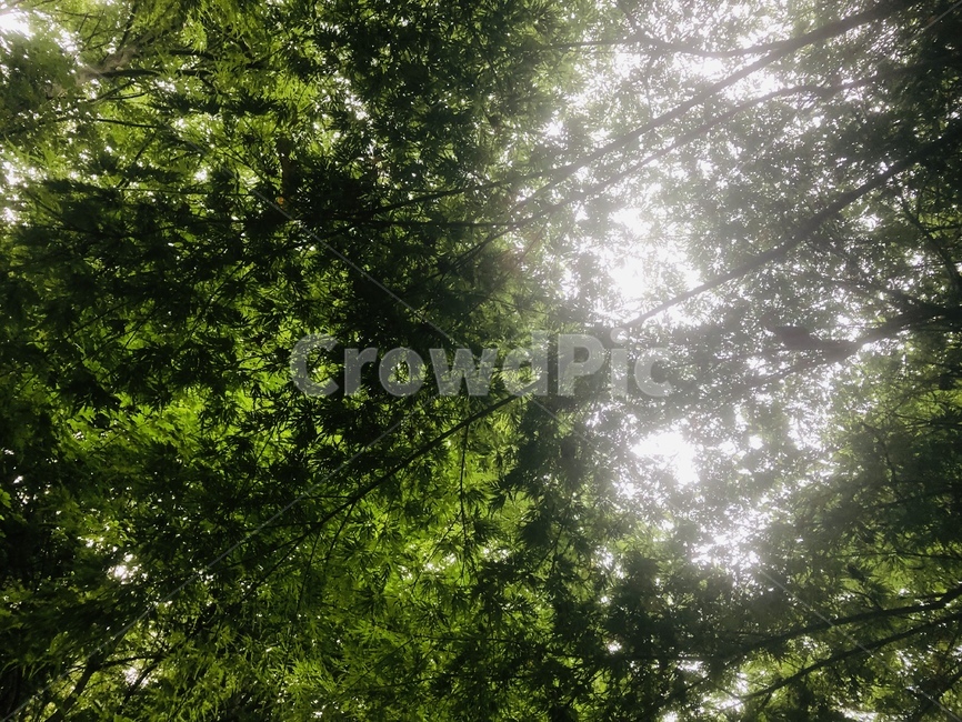 자연,산책,초록,햇살,햇빛,산내음,나무,빛,초목,숲,식물,식물,자연,plants,nature