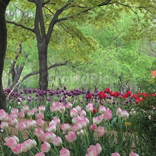 꽃,튤립,풍경,공원,풀