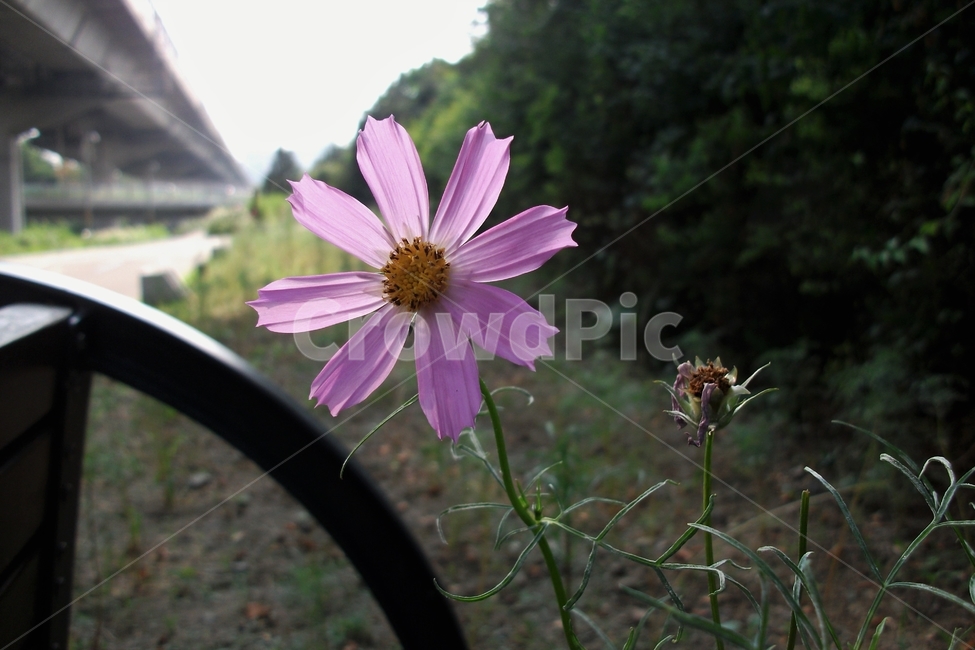 코스모스,꽃,식물,자연,늦여름,가을,역광,가냘픈,가녀린,cosmos,plant,bloom,flower,latesummer,fall,식물,자연,plants,nature,꽃,flower