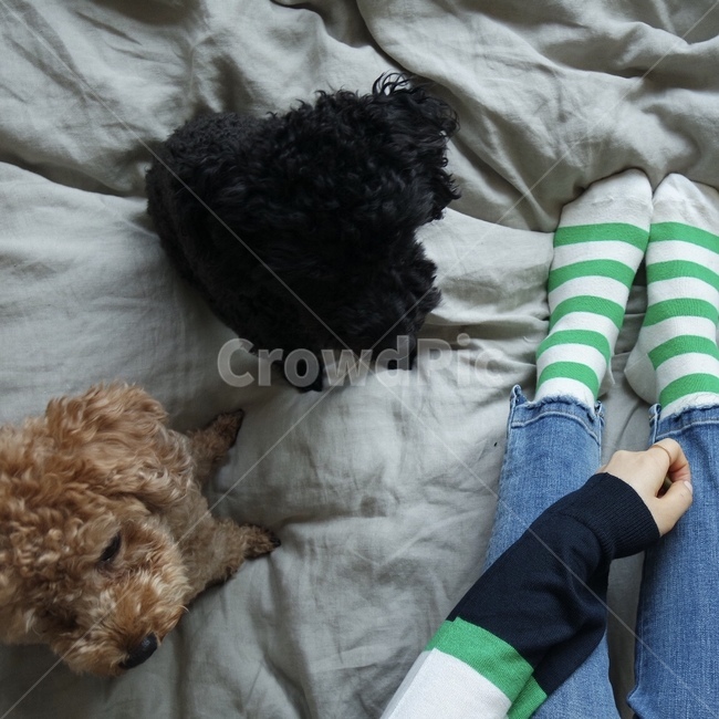 일상,가족,강아지,애견,푸들,동물,animal,포유류,mammal,개,강아지,dog,doggy