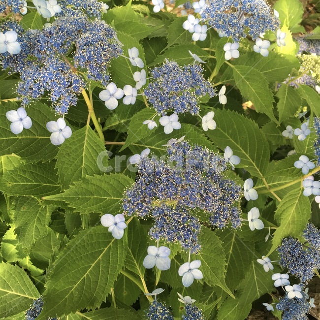 꽃,파란꽃,식물,특이한꽃,작은꽃,제주도,제주도꽃,식물,자연,plants,nature,꽃,flower