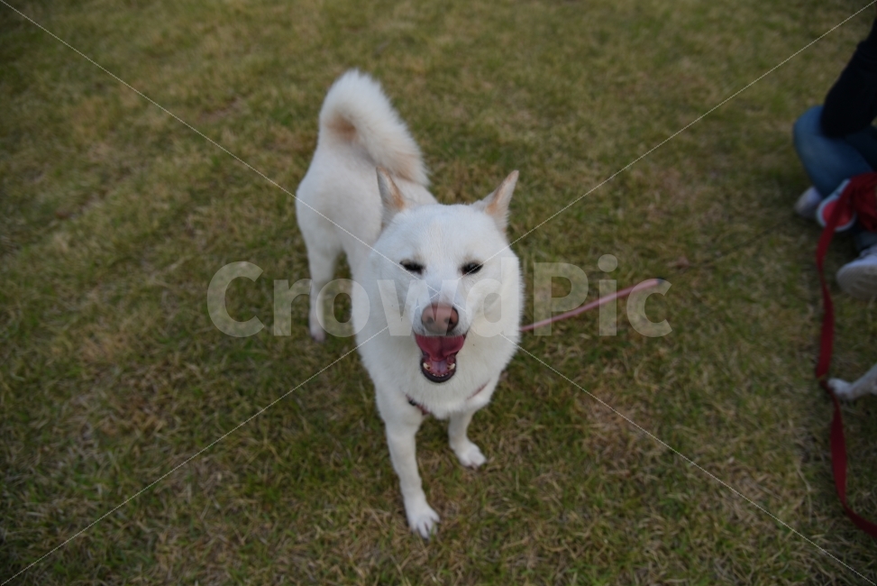 개,강아지,반려견,애견,강아지사진,사진,산책,동물,animal,개,강아지,dog,doggy,포유류,mammal
