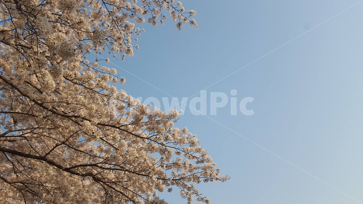 식물,plant,꽃,blossom,벚꽃
