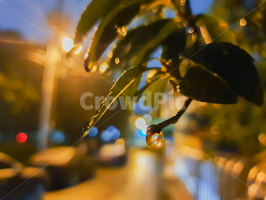 plant,식물,leaf,잎,droplet,작은물방울,물방울,식물,자연,plants,nature