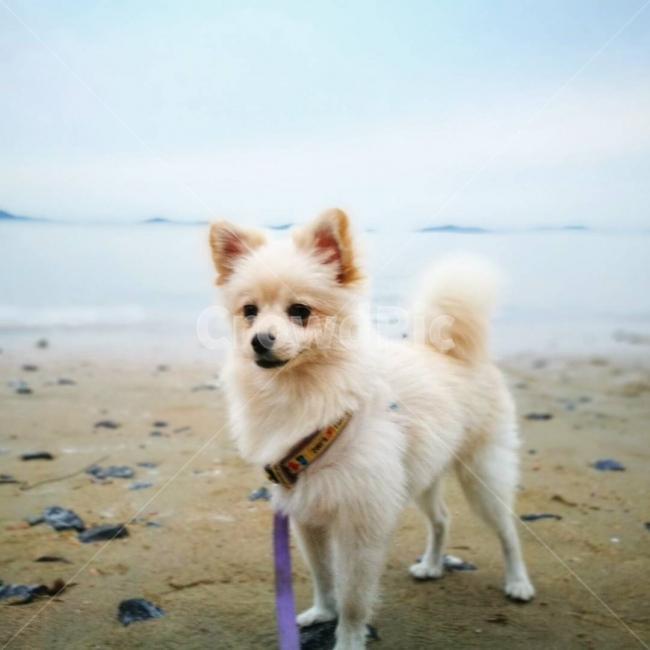 강아지,바다,여행,포메라니안,멍멍이,해변,바다,beach,sea,동물,animal,포유류,mammal,개,강아지,dog,doggy