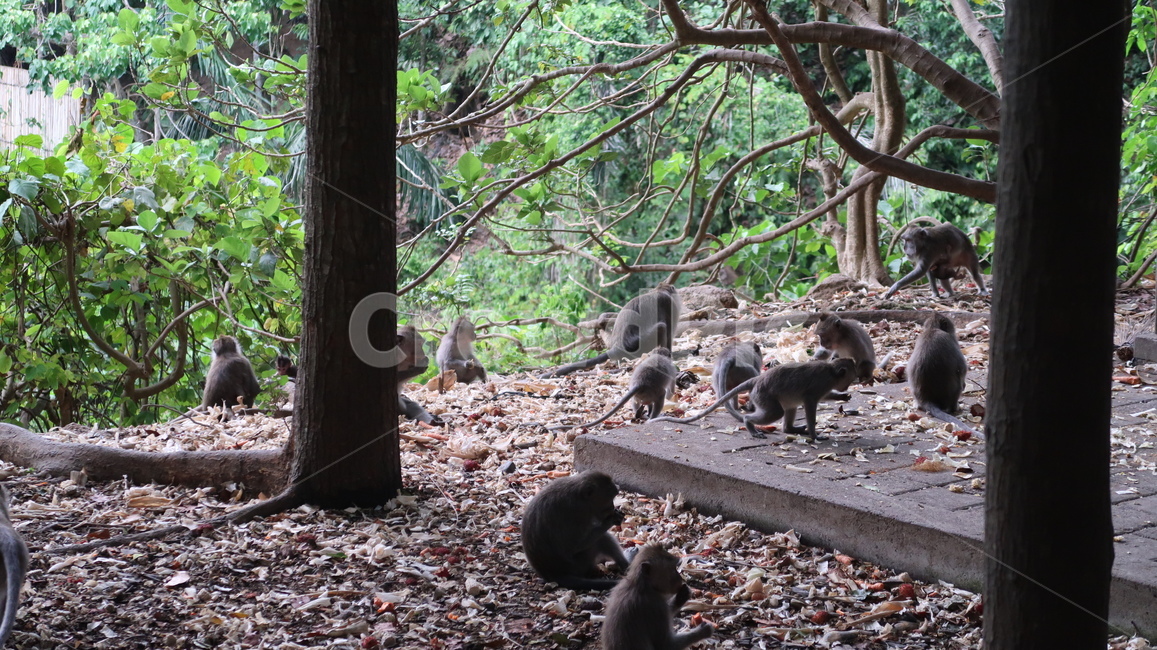 monkey,원숭이,야생동물,animal,wildlife