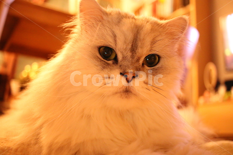 animal,동물,mammal,포유류,애완동물,cat,고양이,pet