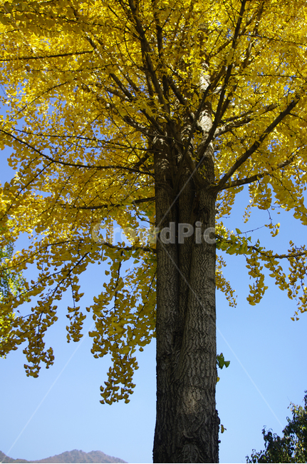 은행나무,가을,은행잎,식물,plant,하늘,가을,계절,fall,autumn,season,식물,자연,plants,nature,나무,trees,wood,tree,tree trunk,나무 줄기