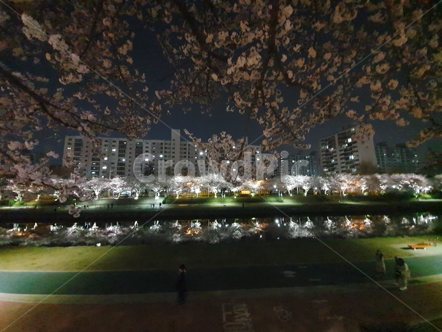 공원,벚꽃,봄,밤,나무