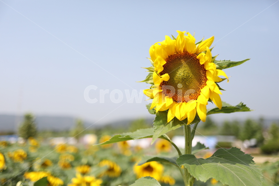 Field,field,fall,autumn,sunflower,Hangang Citizens Park